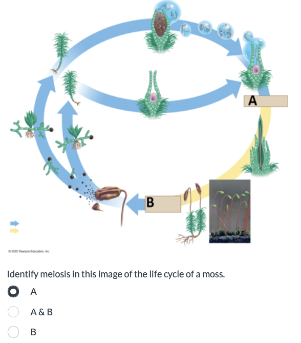 2020 Pearson Education, Inc
B
Identify meiosis in this image of the life cycle of a moss.
A
A&B
B
A