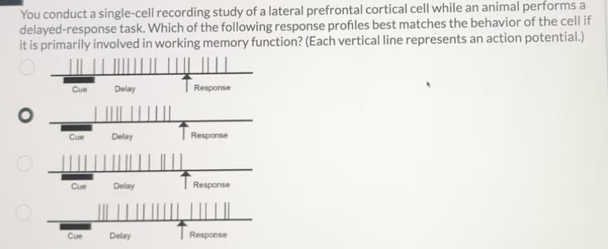 You conduct a single-cell recording study of a lateral prefrontal cortical cell while an animal performs a
delayed-response task. Which of the following response profiles best matches the behavior of the cell if
it is primarily involved in working memory function? (Each vertical line represents an action potential.)
Cue
Cue
Cue
Cue
Delay
Delay
Delay
Delay
Response
Response
Response
Response