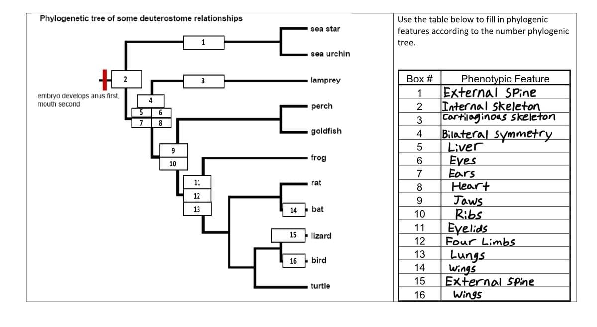 Phylogenetic tree of some deuterostome relationships
1
☐
sea star
sea urchin
Use the table below to fill in phylogenic
features according to the number phylogenic
tree.
H
embryo develops anus first,
mouth second
4
5
6
7
8
9
10
11
3
lamprey
Box #
Phenotypic Feature
1
External Spine
perch
2
Internal skeleton
3
Cartilaginous skeleton
goldfish
4
Bilateral symmetry
5
Liver
frog
6
Eyes
7
Ears
rat
8
Heart
2
12
9
Jaws
13
14 bat
10
Ribs
11
Eyelids
15
lizard
12
Four Limbs
13
16
bird
Lungs
14
Wings
15
External Spine
turtle
16
Wings