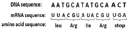 DNA sequence: A ATGCATATGCA ACT
MRNA sequence: UUAC GU A UA CGU UGA
amino acid sequence:
leu
Arg
lle
Arg stop
