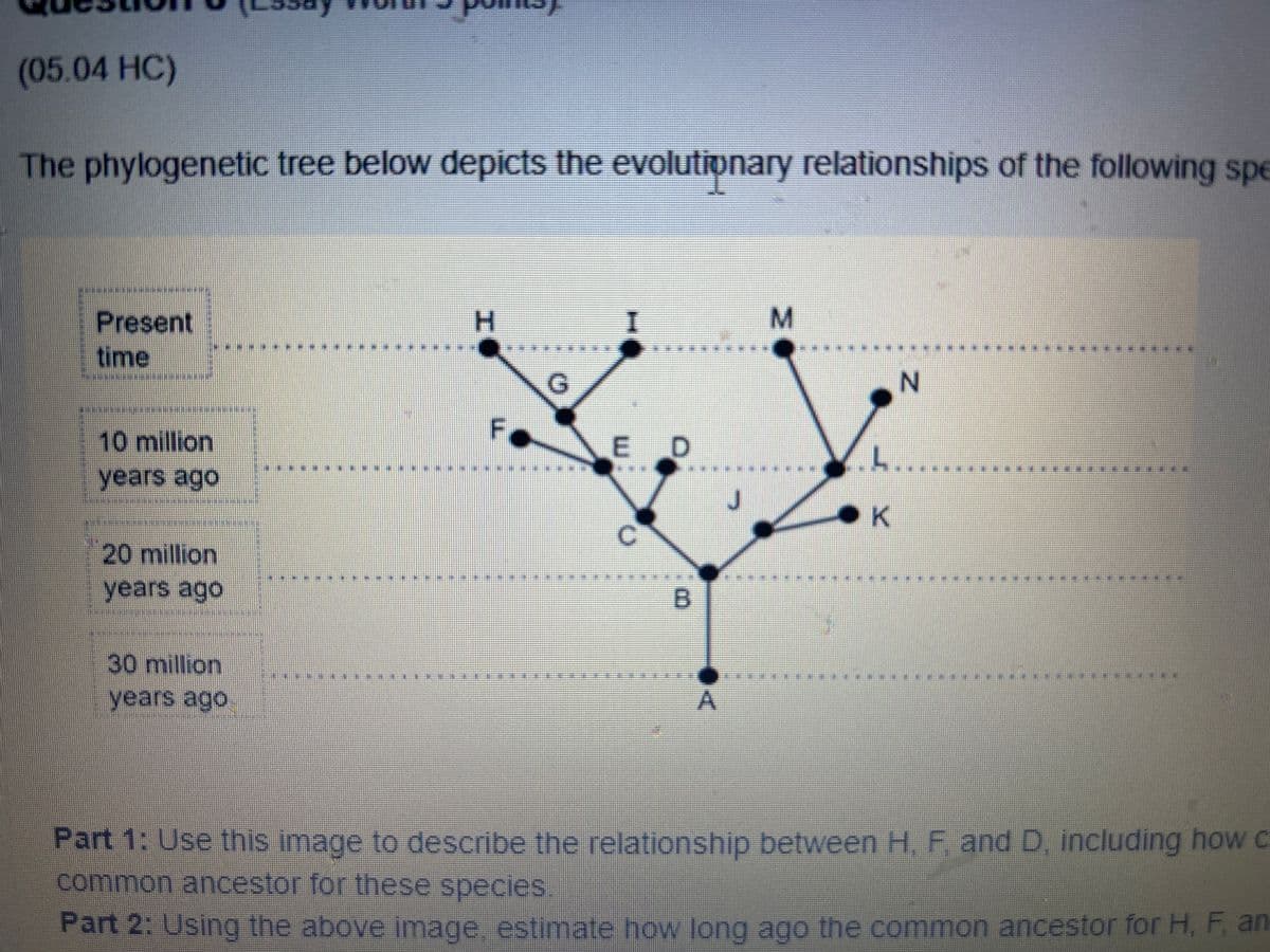 ay
(05.04 HC)
The phylogenetic tree below depicts the evolutionary relationships of the following spe
Present
time
10 million
years ago
20 million
years ago
30 million
years ago
H
I
M
..........
G
N
F
E
D
J
K
C
00
B
A
Part 1: Use this image to describe the relationship between H, F, and D, including how c
common ancestor for these species.
Part 2: Using the above image, estimate how long ago the common ancestor for H, F, an