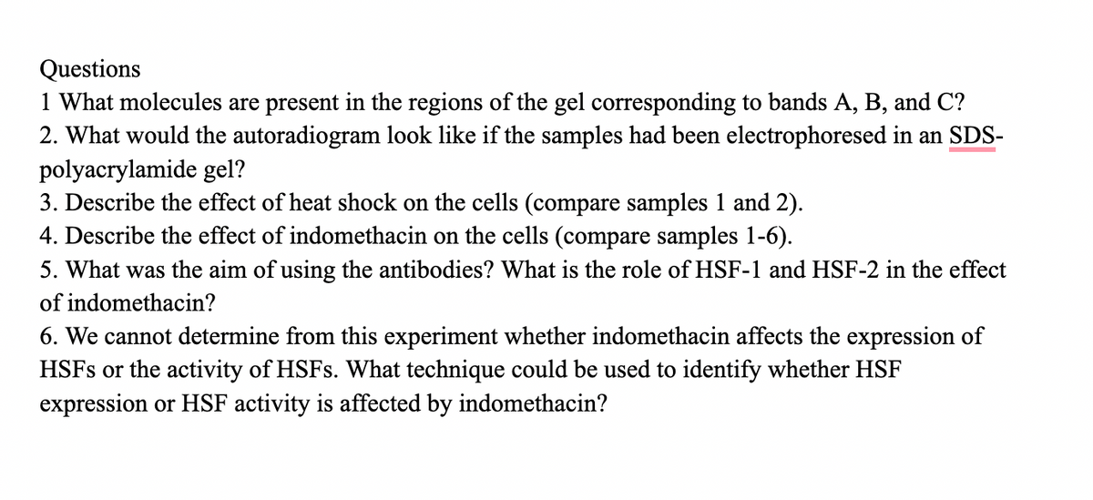 Questions
1 What molecules are present in the regions of the gel corresponding to bands A, B, and C?
2. What would the autoradiogram look like if the samples had been electrophoresed in an SDS-
polyacrylamide gel?
3. Describe the effect of heat shock on the cells (compare samples 1 and 2).
4. Describe the effect of indomethacin on the cells (compare samples 1-6).
5. What was the aim of using the antibodies? What is the role of HSF-1 and HSF-2 in the effect
of indomethacin?
6. We cannot determine from this experiment whether indomethacin affects the expression of
HSFs or the activity of HSFs. What technique could be used to identify whether HSF
expression or HSF activity is affected by indomethacin?
