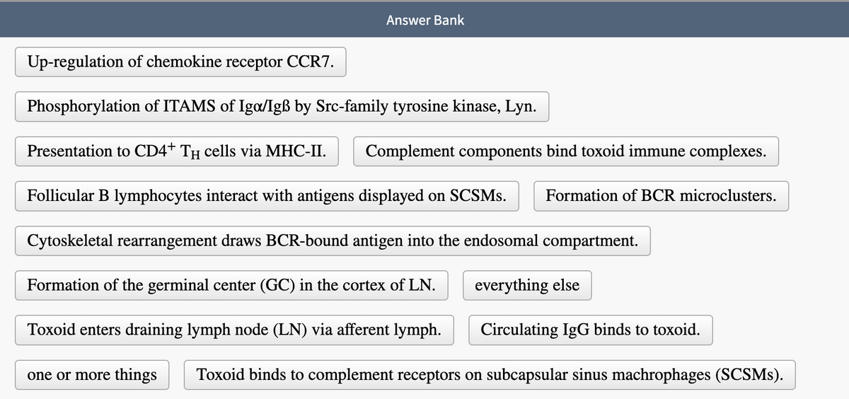 Answer Bank
Up-regulation of chemokine receptor CCR7.
Phosphorylation of ITAMS of Iga/Igß by Src-family tyrosine kinase, Lyn.
Presentation to CD4+ T cells via MHC-II.
Complement components bind toxoid immune complexes.
Follicular B lymphocytes interact with antigens displayed on SCSMs. Formation of BCR microclusters.
Cytoskeletal rearrangement draws BCR-bound antigen into the endosomal compartment.
Formation of the germinal center (GC) in the cortex of LN.
Toxoid enters draining lymph node (LN) via afferent lymph.
one or more things
everything else
Circulating IgG binds to toxoid.
Toxoid binds to complement receptors on subcapsular sinus machrophages (SCSMs).
